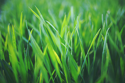 Close-up of lush, healthy, green lawn treated with CedarCure