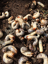 White grubs in soil not treated with CedarCure