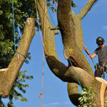 Tree climber performing tree service in Smithville