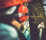 Tree service in Smithville professional wearing orange hard hat and headphones trimming a branch