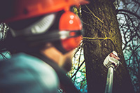 Tree service in Smithville professional wearing orange hard hat and headphones trimming a branch